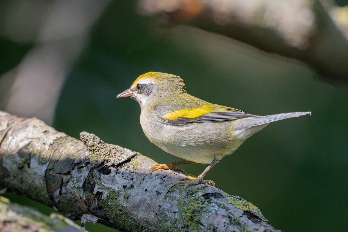 Golden-winged x Blue-winged Warbler (hybrid) - Russ Smith