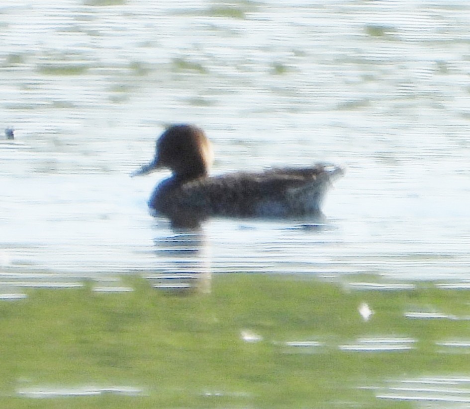 Green-winged Teal - ML606325131