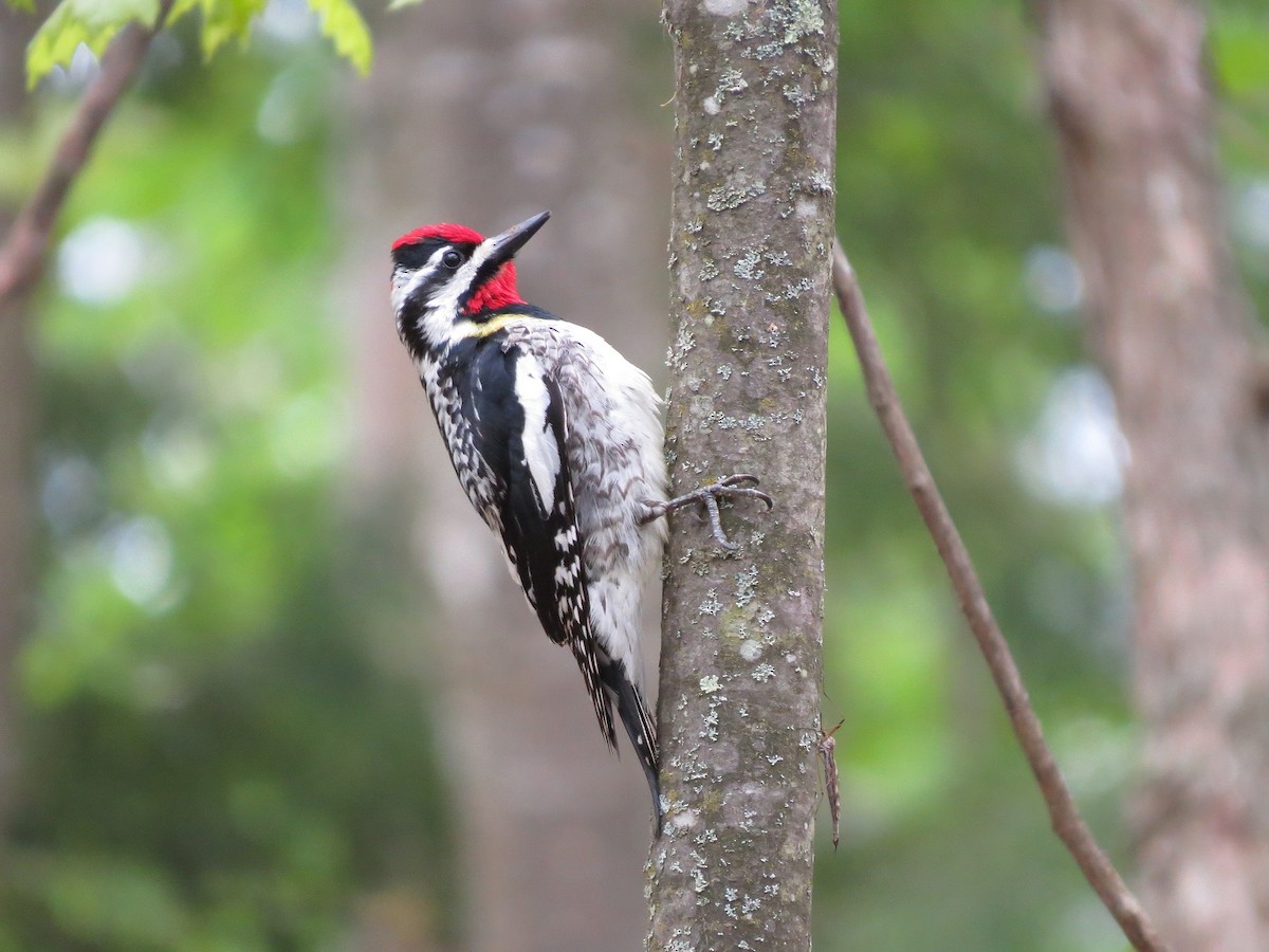 Yellow-bellied Sapsucker - Margaret Dunson