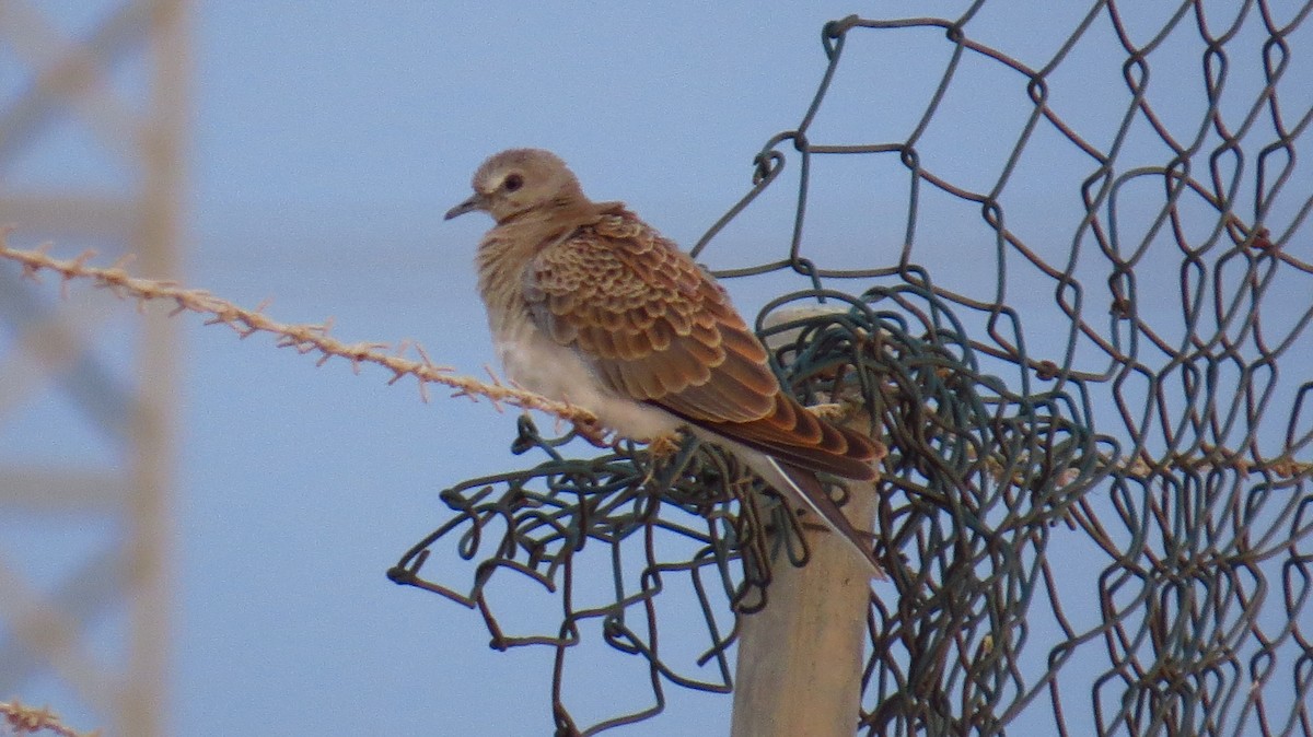 European Turtle-Dove - Tomás García