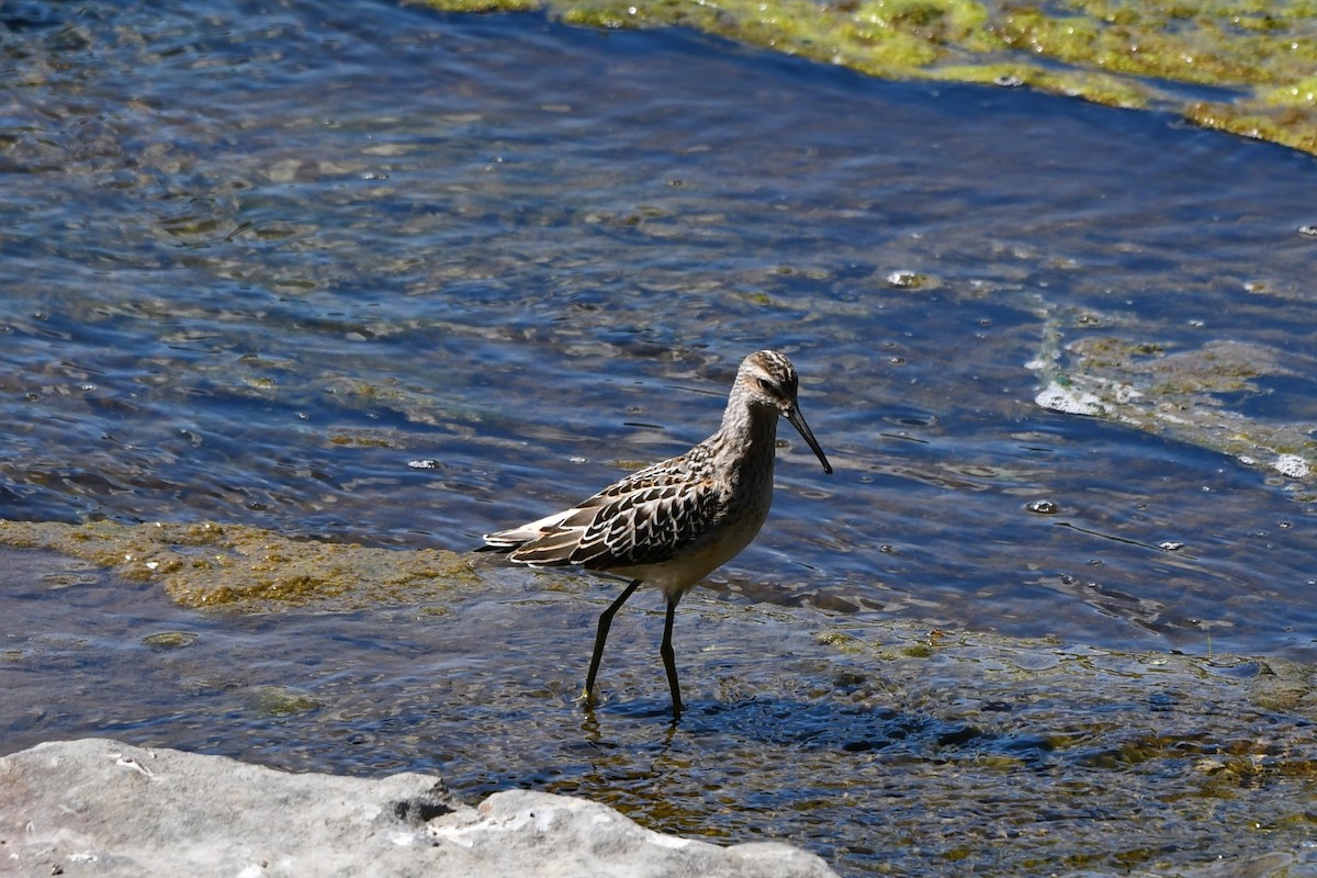 Bécasseau à échasses - ML606327421