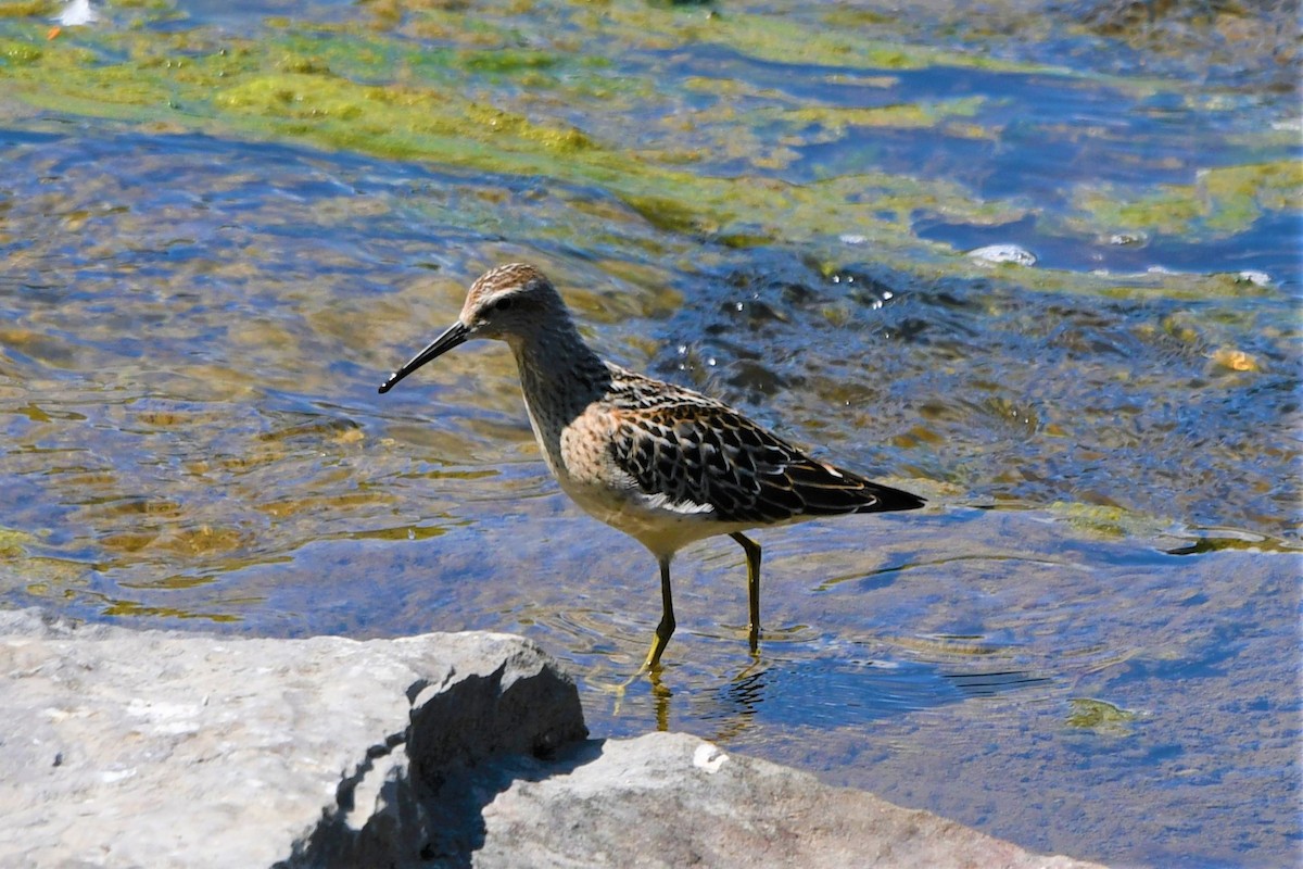 Stilt Sandpiper - ML606327431