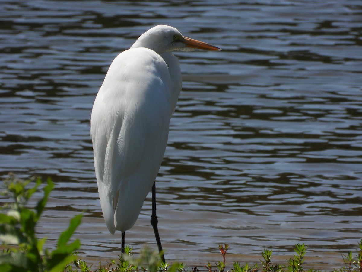 Great Egret - ML606327601