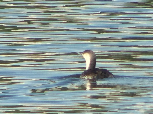 Red-throated Loon - ML60632761