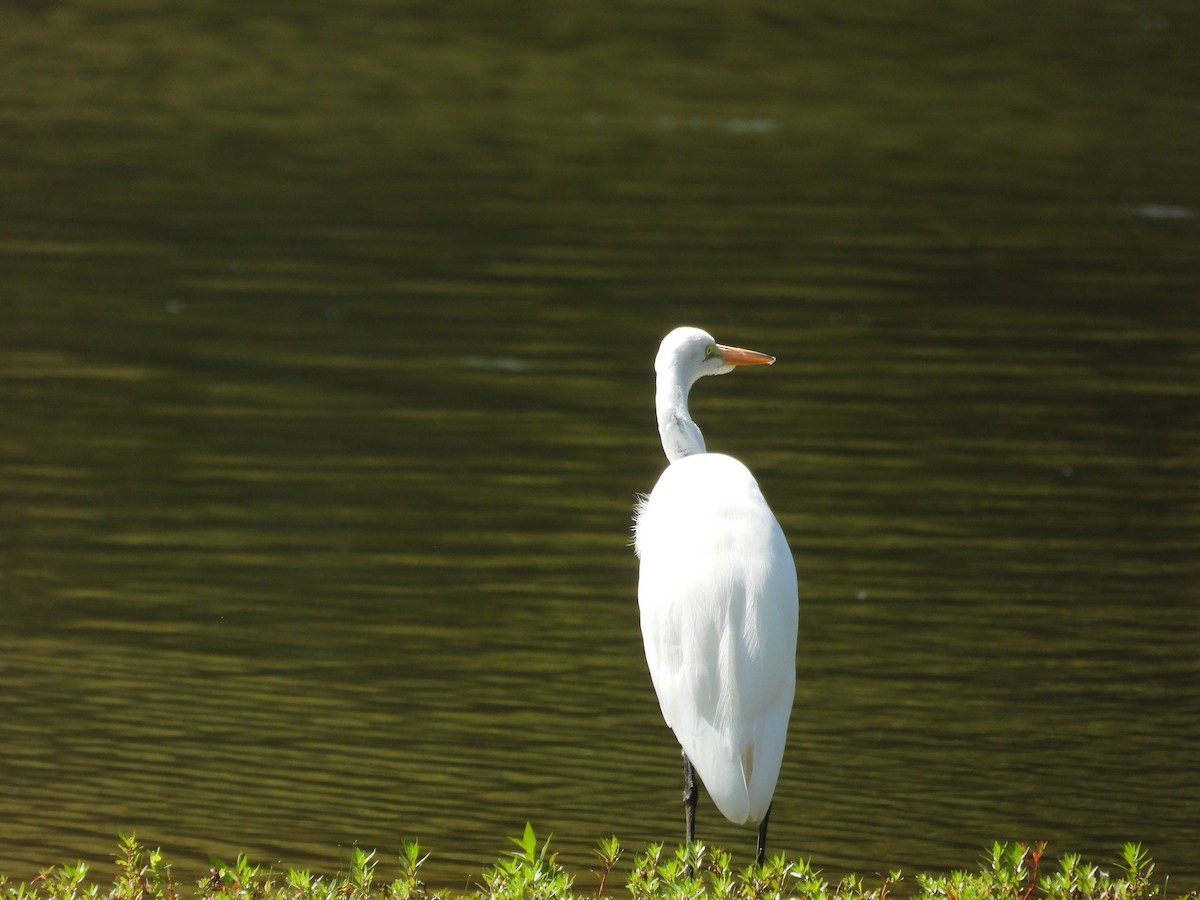 Great Egret - ML606327701