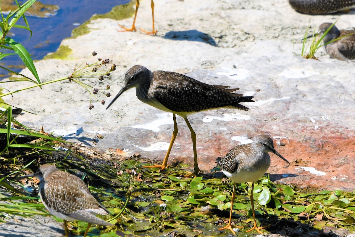 Greater Yellowlegs - ML606327721