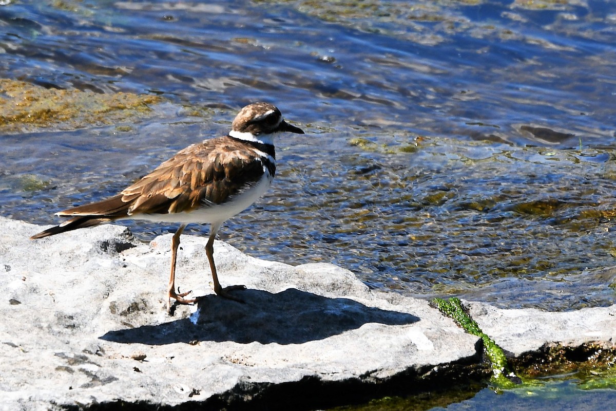 Killdeer - ML606327731