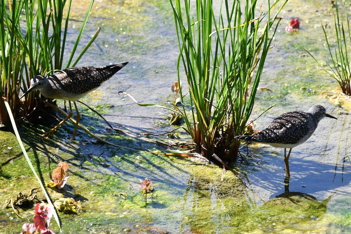 Lesser Yellowlegs - ML606327871