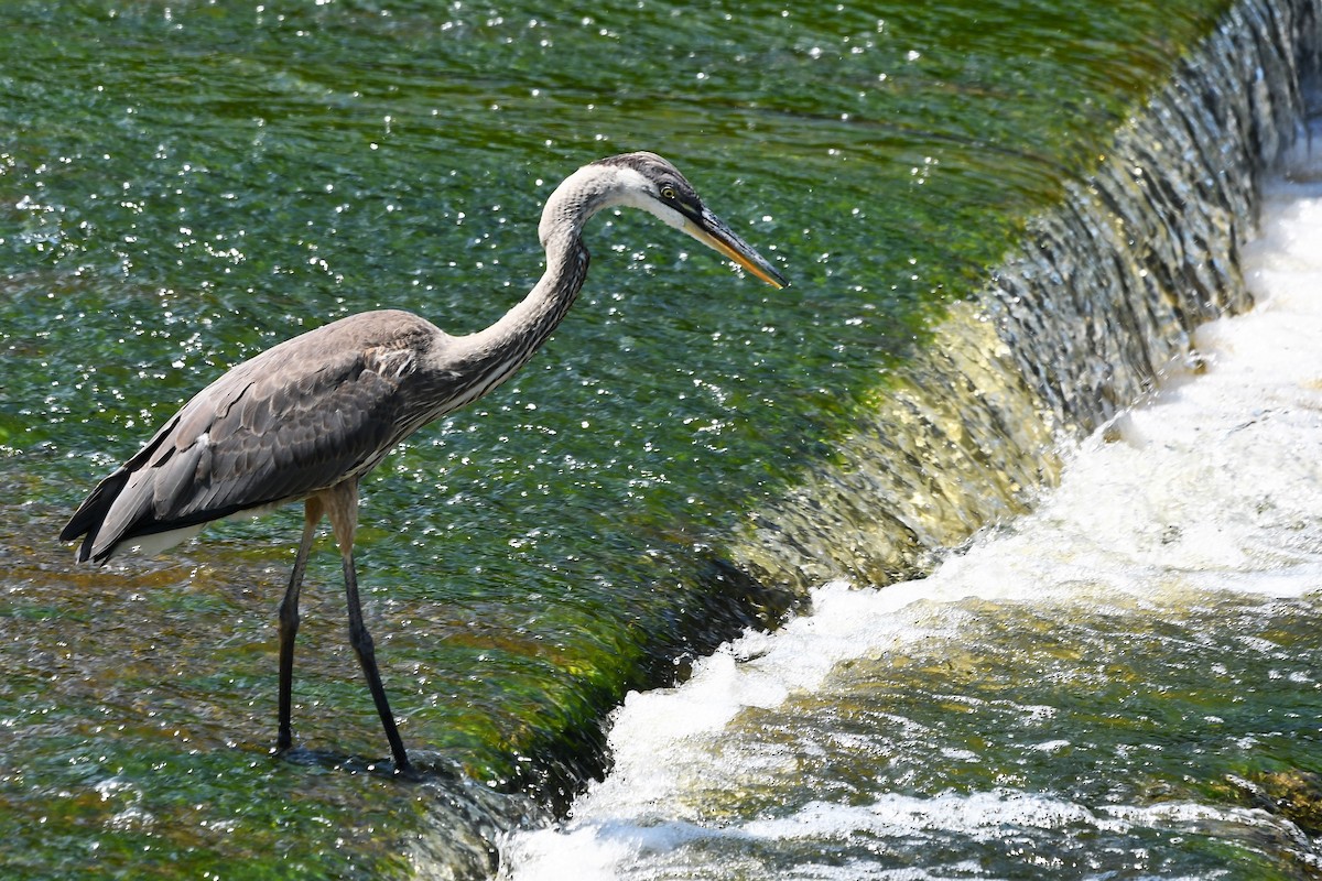 Большая голубая цапля - ML606328021