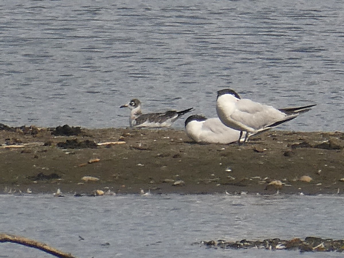 Franklin's Gull - ML606328901