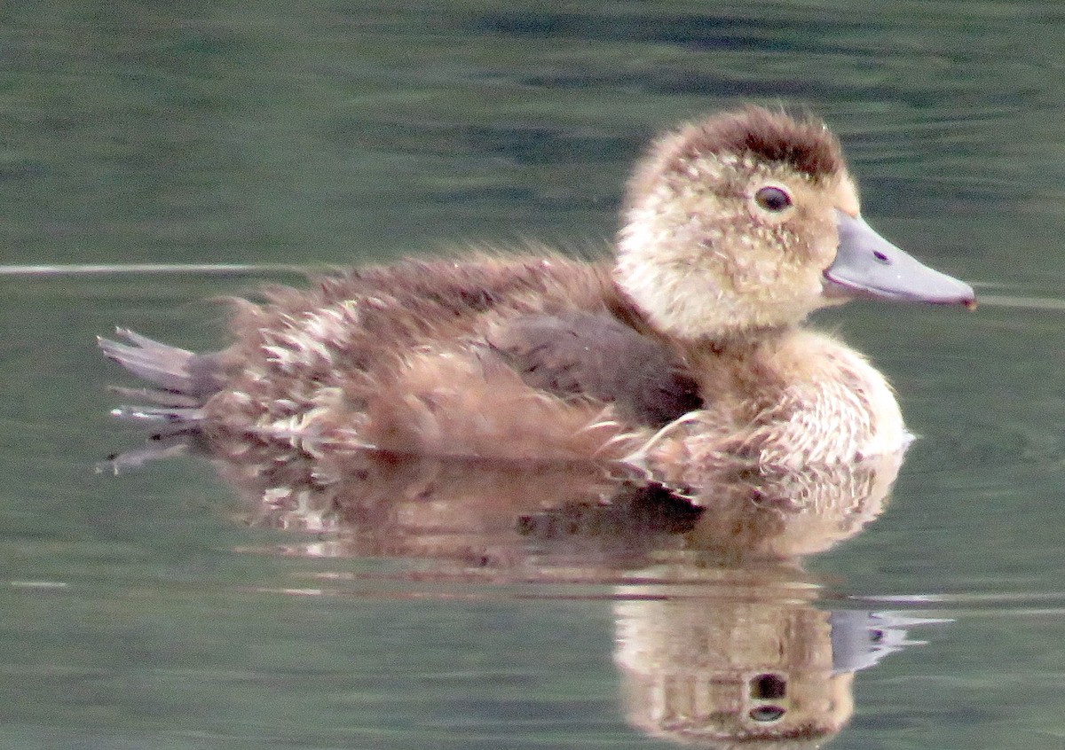 Northern Pintail - ML606329501