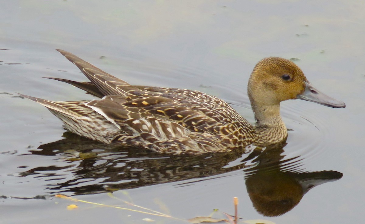 Northern Pintail - ML606329511