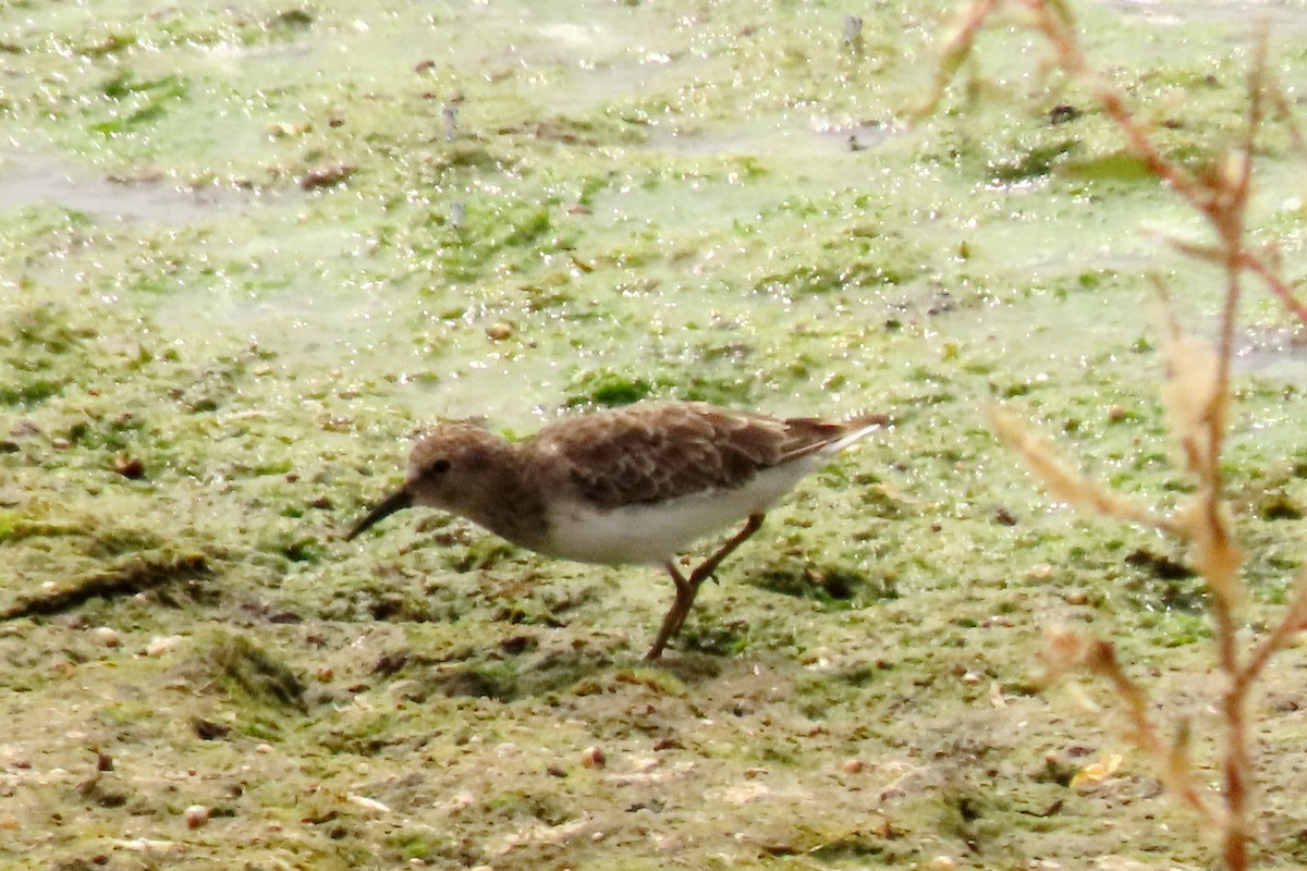 Bécasseau à poitrine cendrée - ML606329591