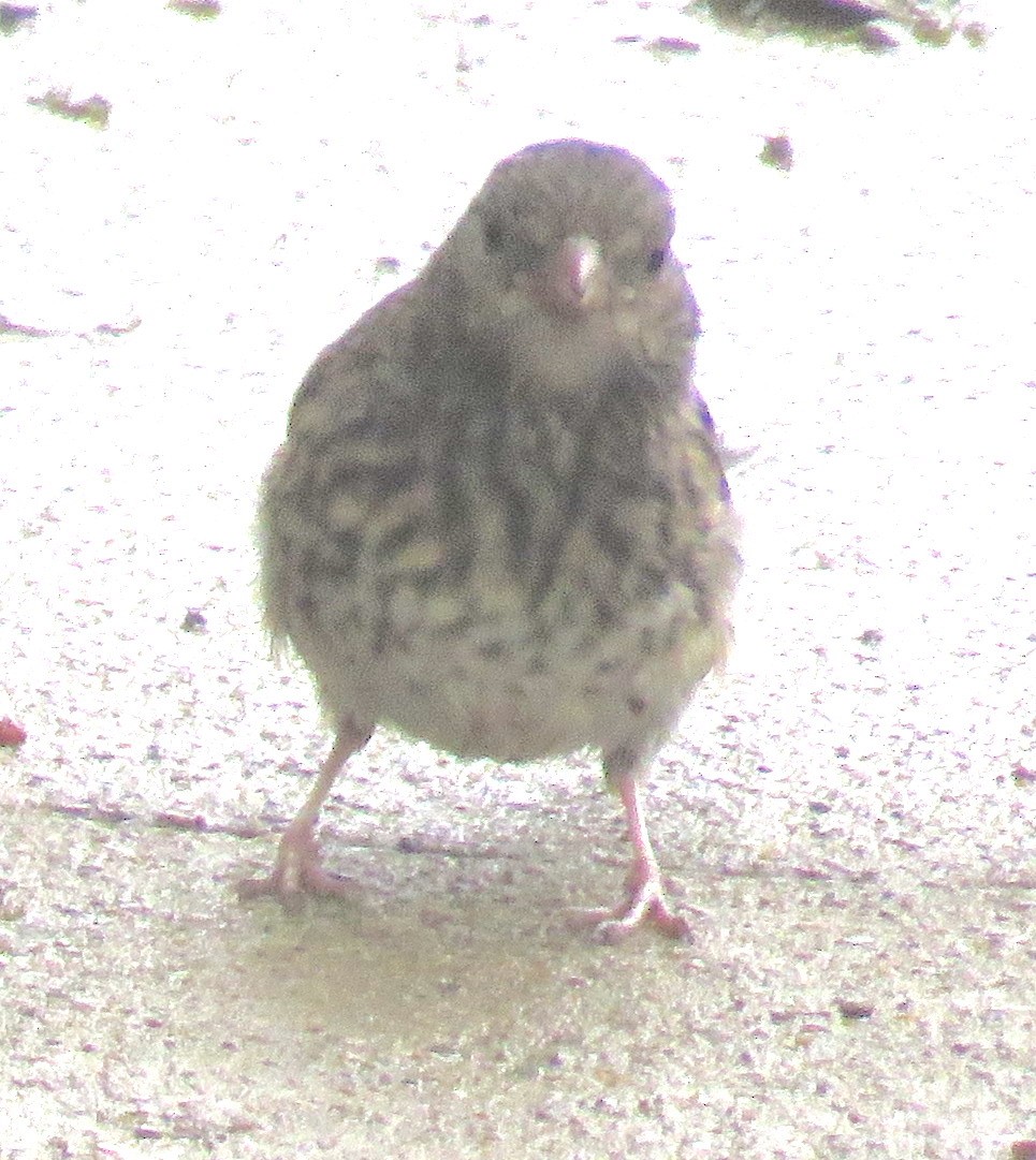 Fox Sparrow - ML606329721