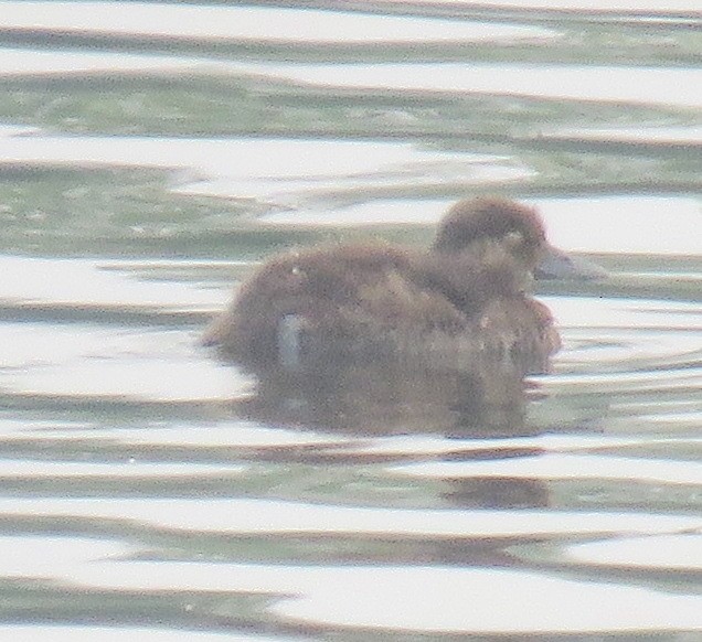 Common Goldeneye - ML606330511