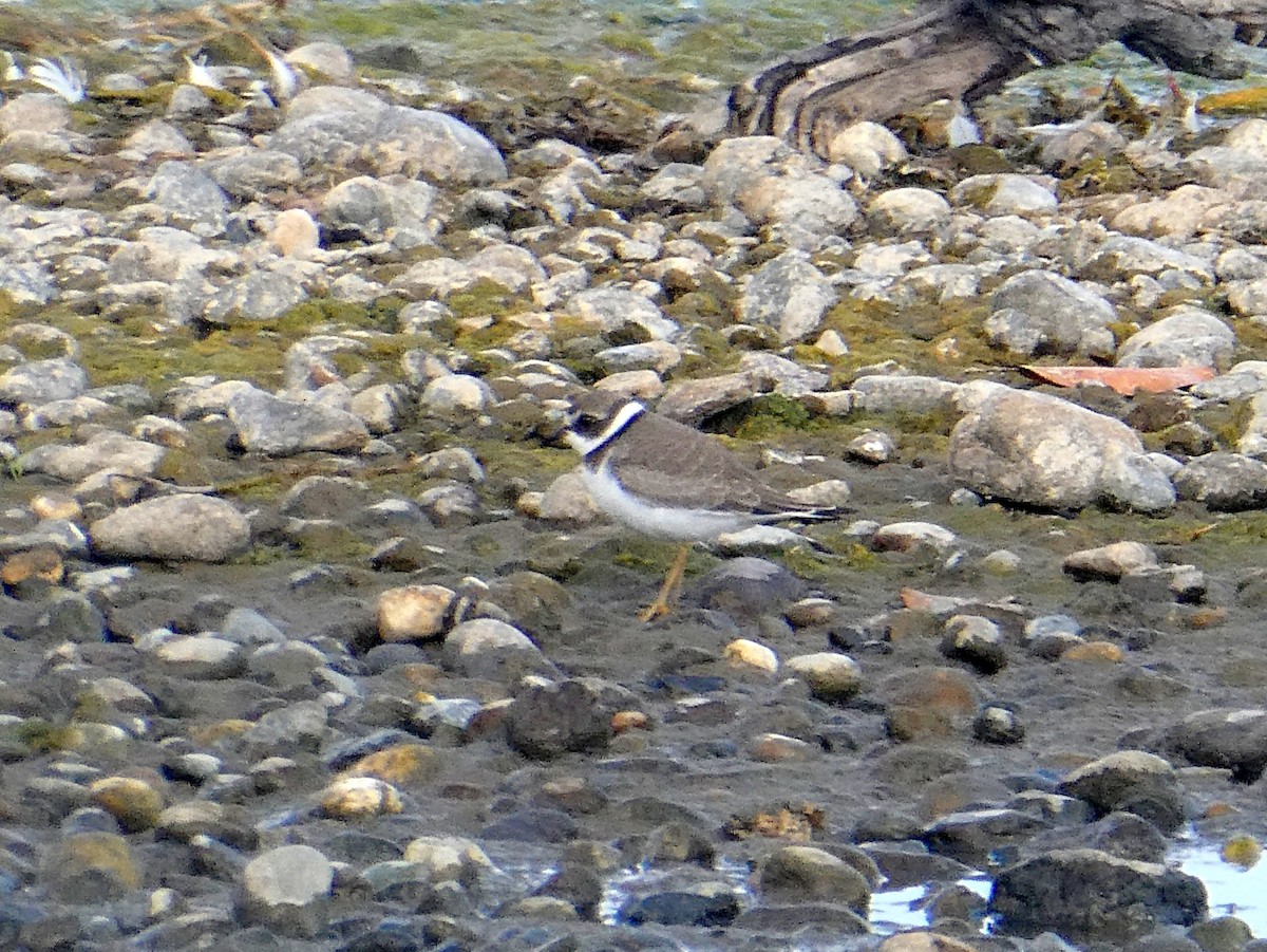 Semipalmated Plover - ML606330871