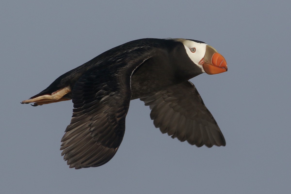 Tufted Puffin - ML606331871