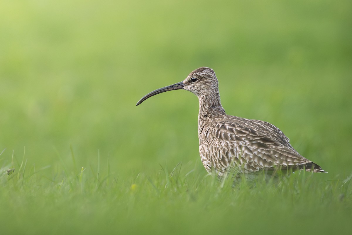 Whimbrel - Maksymilian Paczkowski