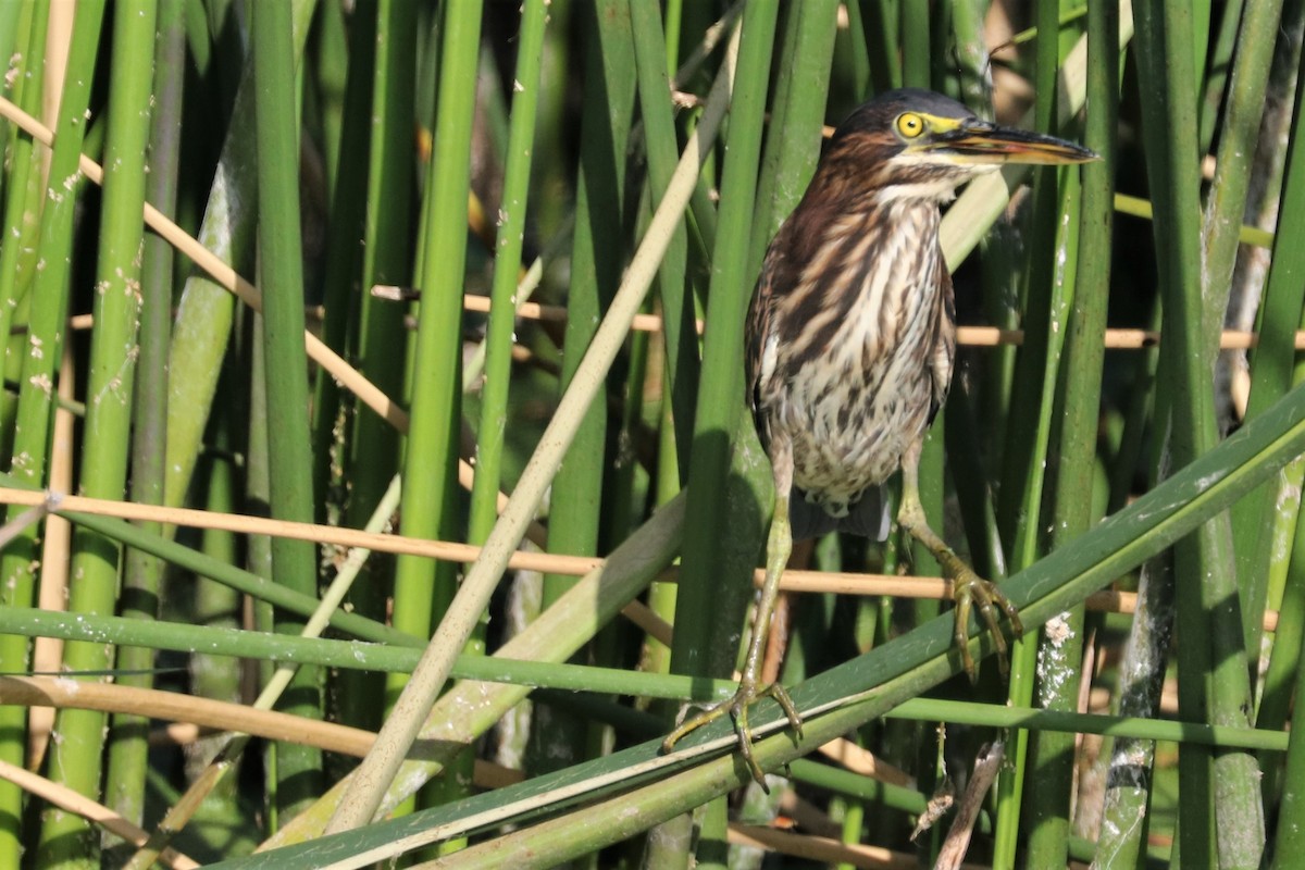 Green Heron - ML606334701