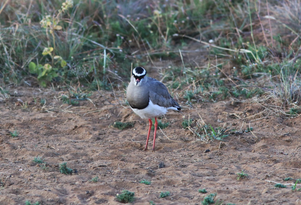 Crowned Lapwing - Brad Bergstrom