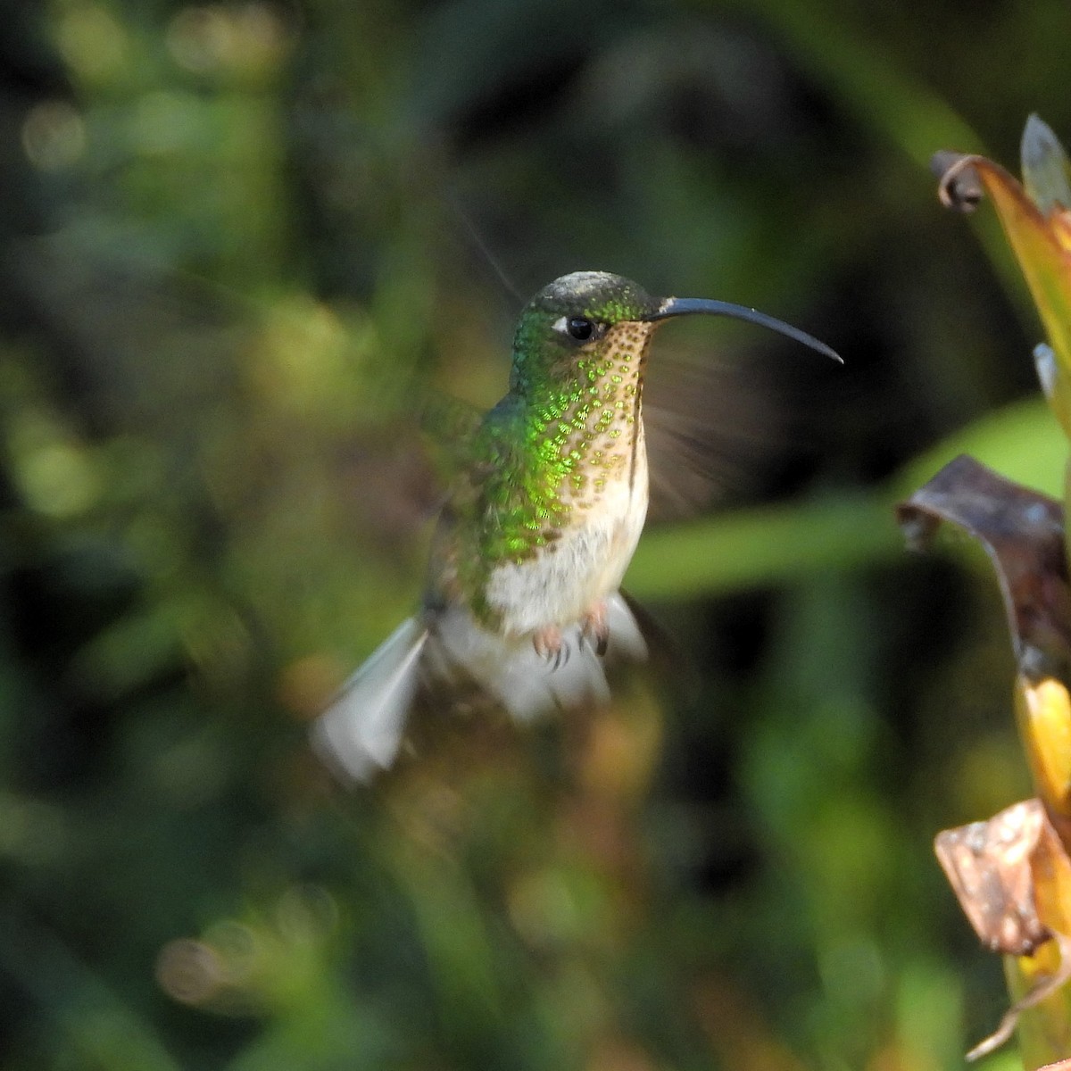 kolibřík aksamitový - ML606335101