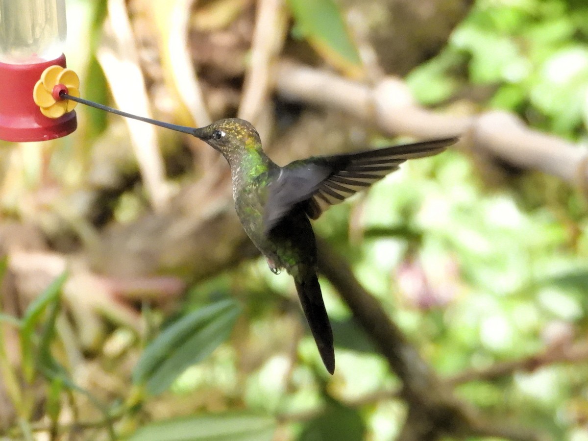 Sword-billed Hummingbird - Mark S. Hoffman