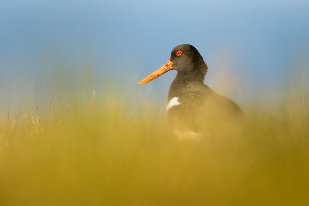 Eurasian Oystercatcher - ML606336961