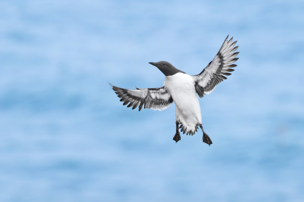 Common Murre - ML606337061