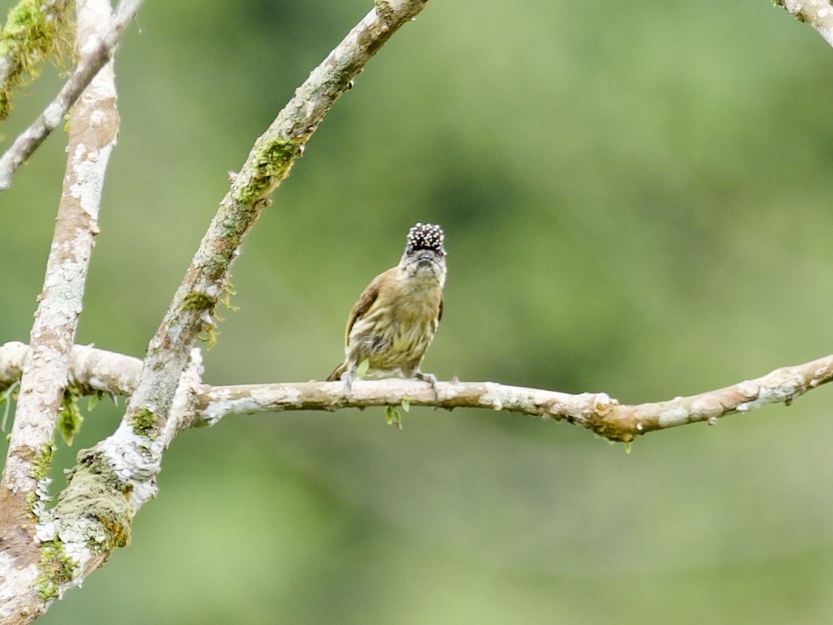 Olivaceous Piculet - ML606337171