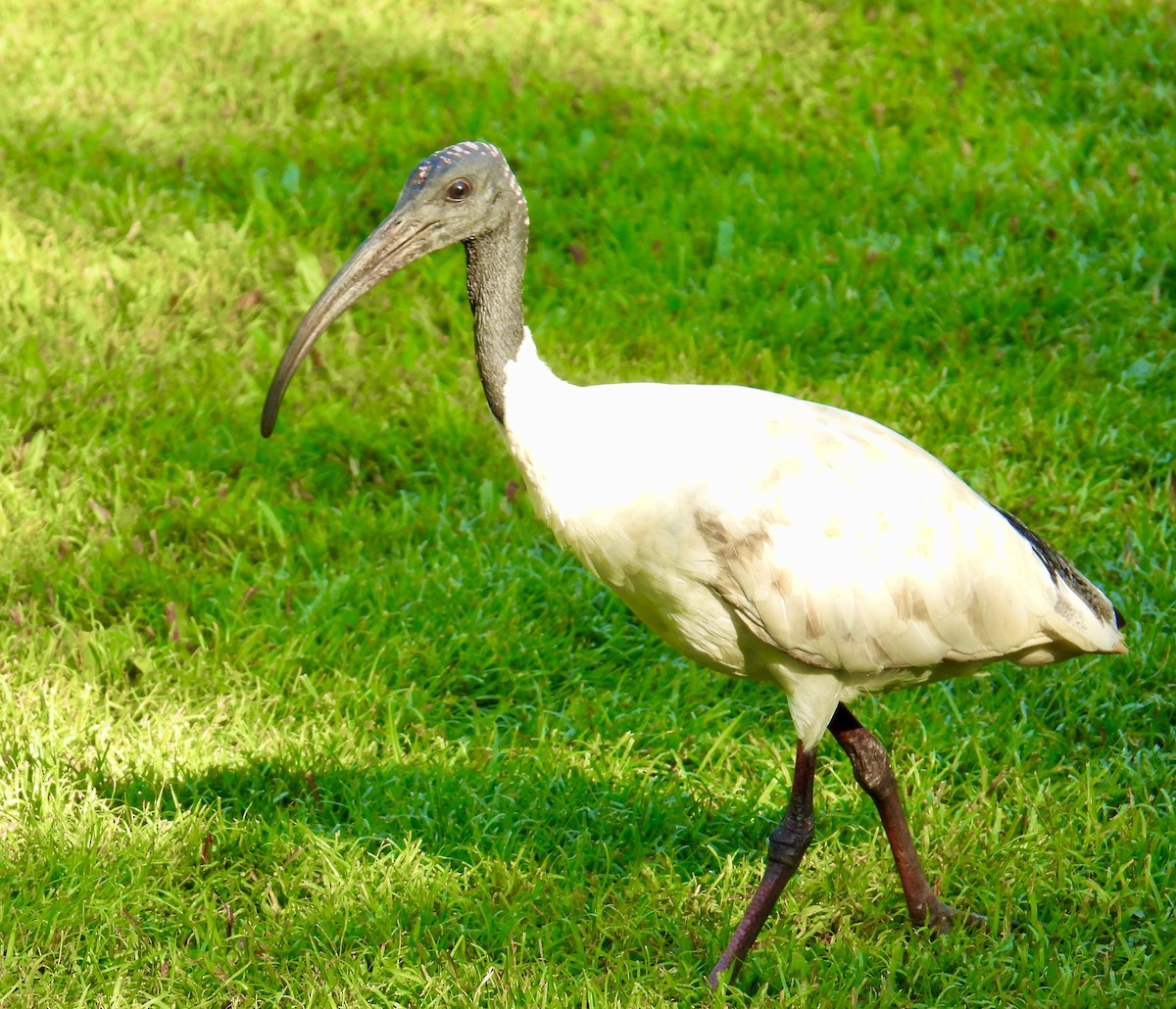 ibis australský - ML606337291