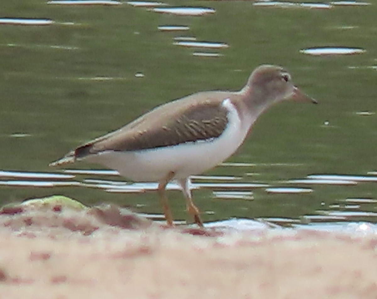 Spotted Sandpiper - Mark Romero