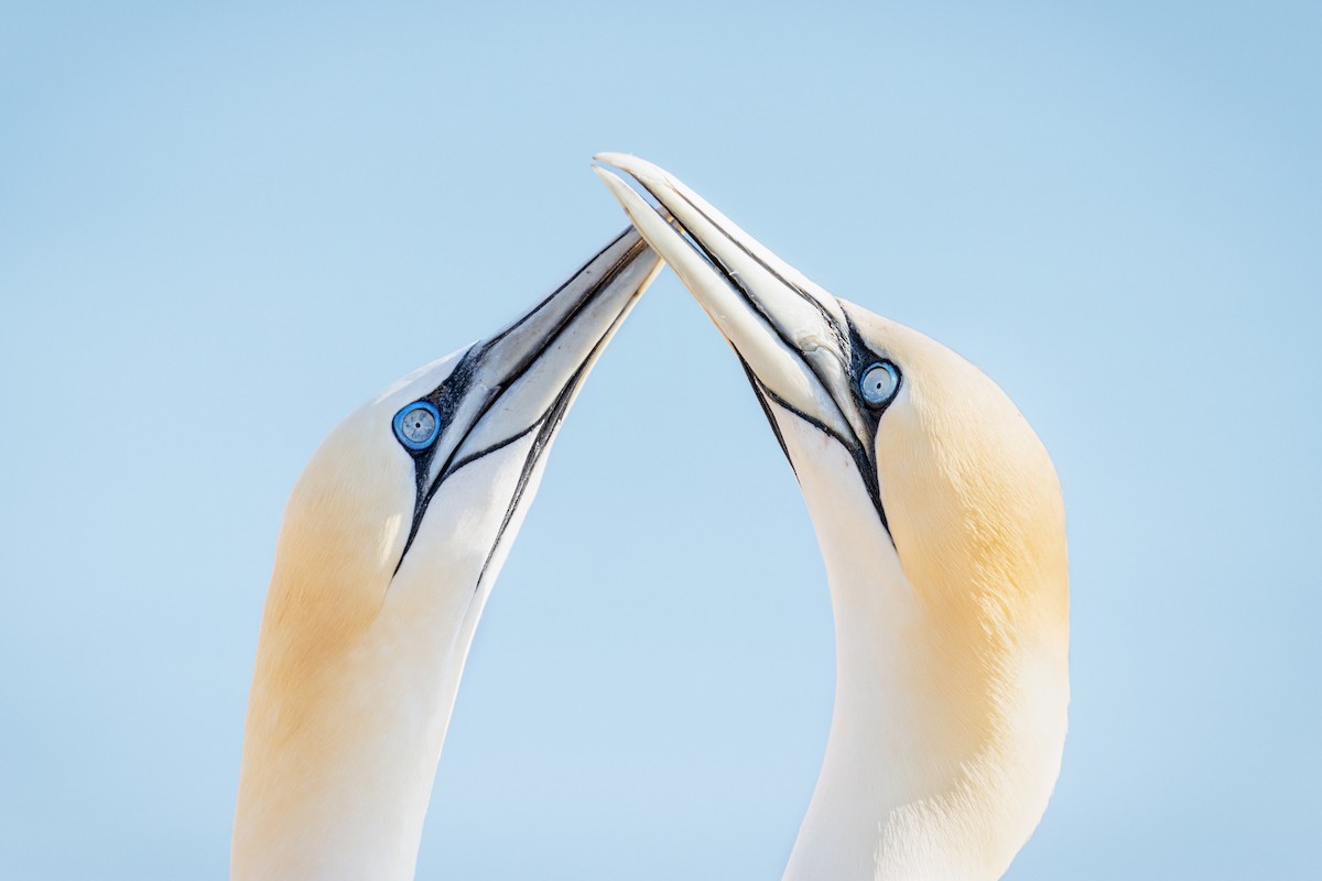 Northern Gannet - ML606337411