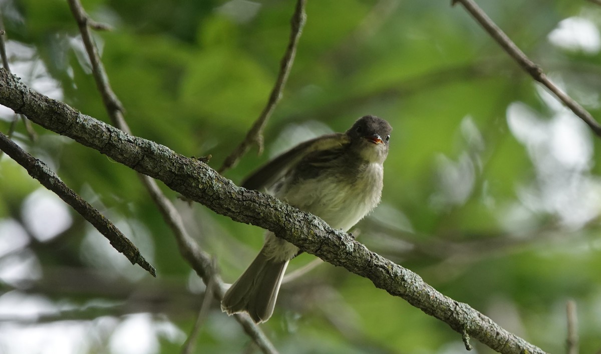 Eastern Phoebe - Nathan Hall