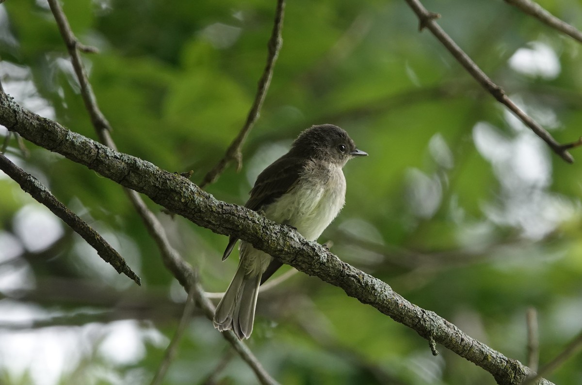 Eastern Phoebe - Nathan Hall