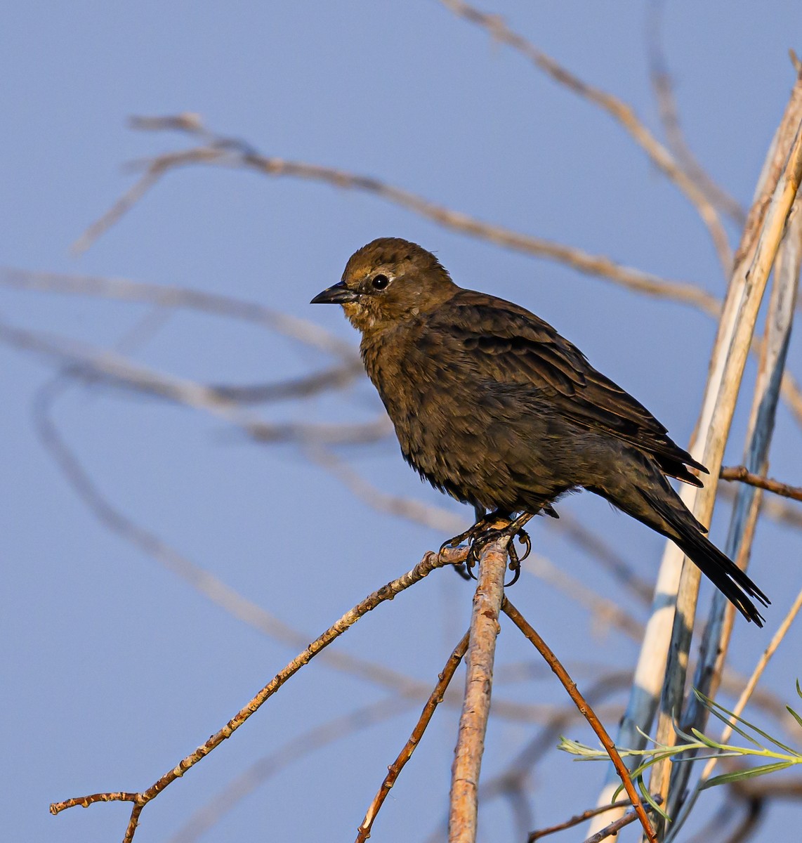 Brewer's Blackbird - ML606338171