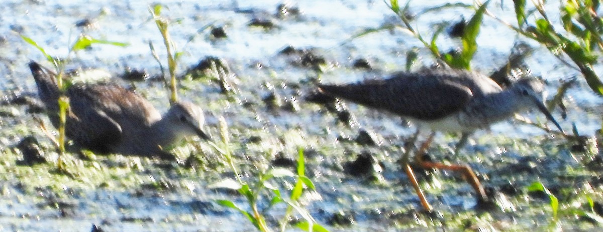 Lesser Yellowlegs - ML606338791