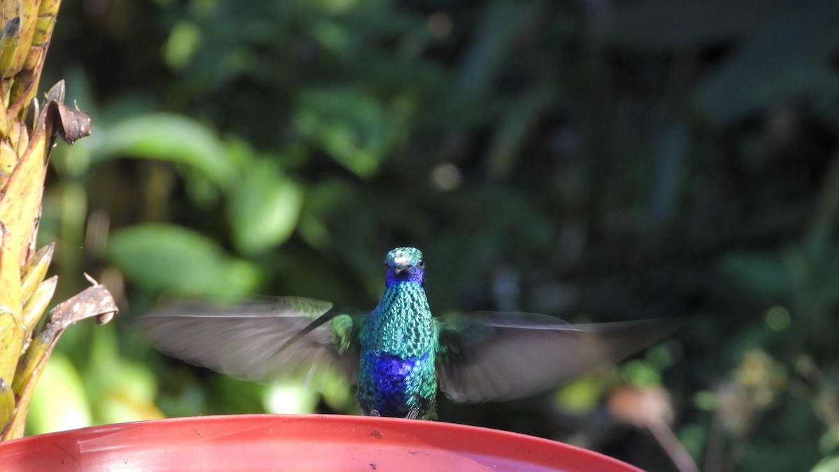 kolibřík modrolící - ML606339021