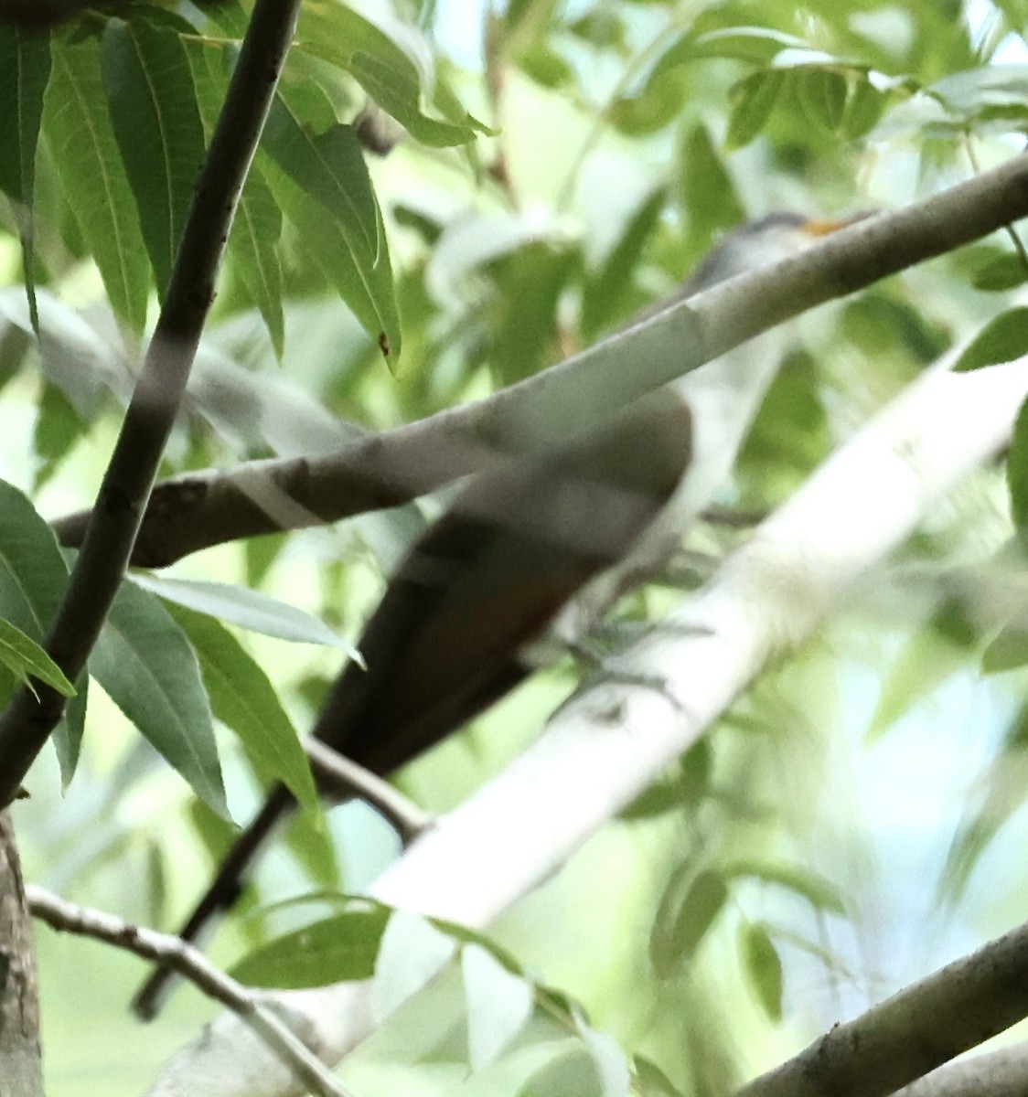 Yellow-billed Cuckoo - ML606339501