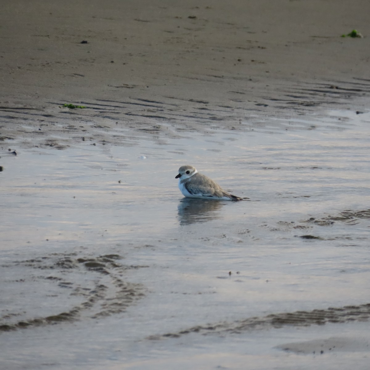 Piping Plover - ML606340161