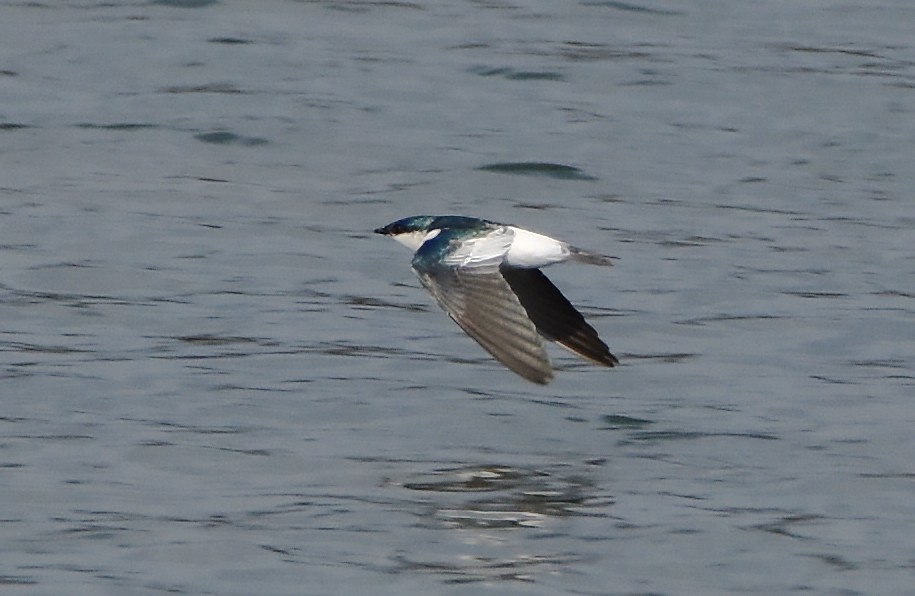 White-winged Swallow - Erik Johnson