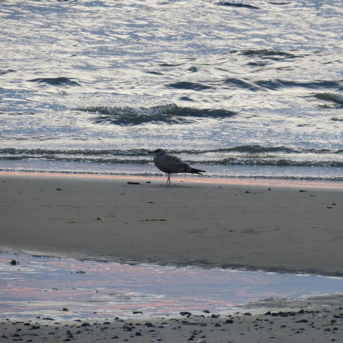 goéland sp. (Larus sp.) - ML606340961