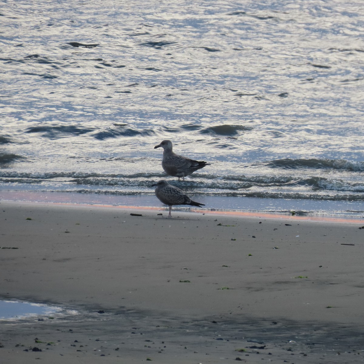 goéland sp. (Larus sp.) - ML606340971