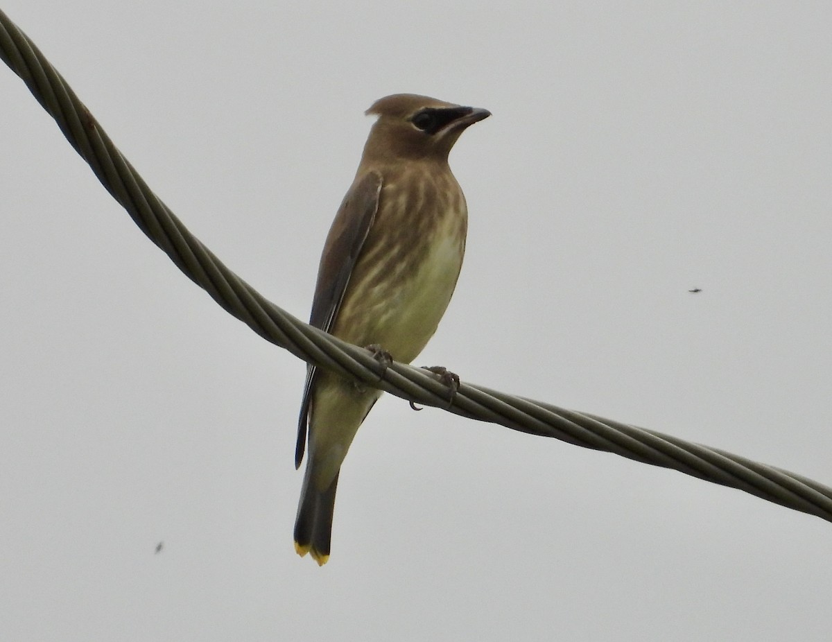 Cedar Waxwing - ML606341911