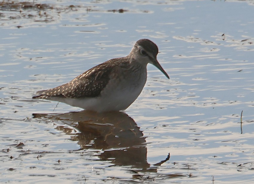 Wood Sandpiper - ML606342441