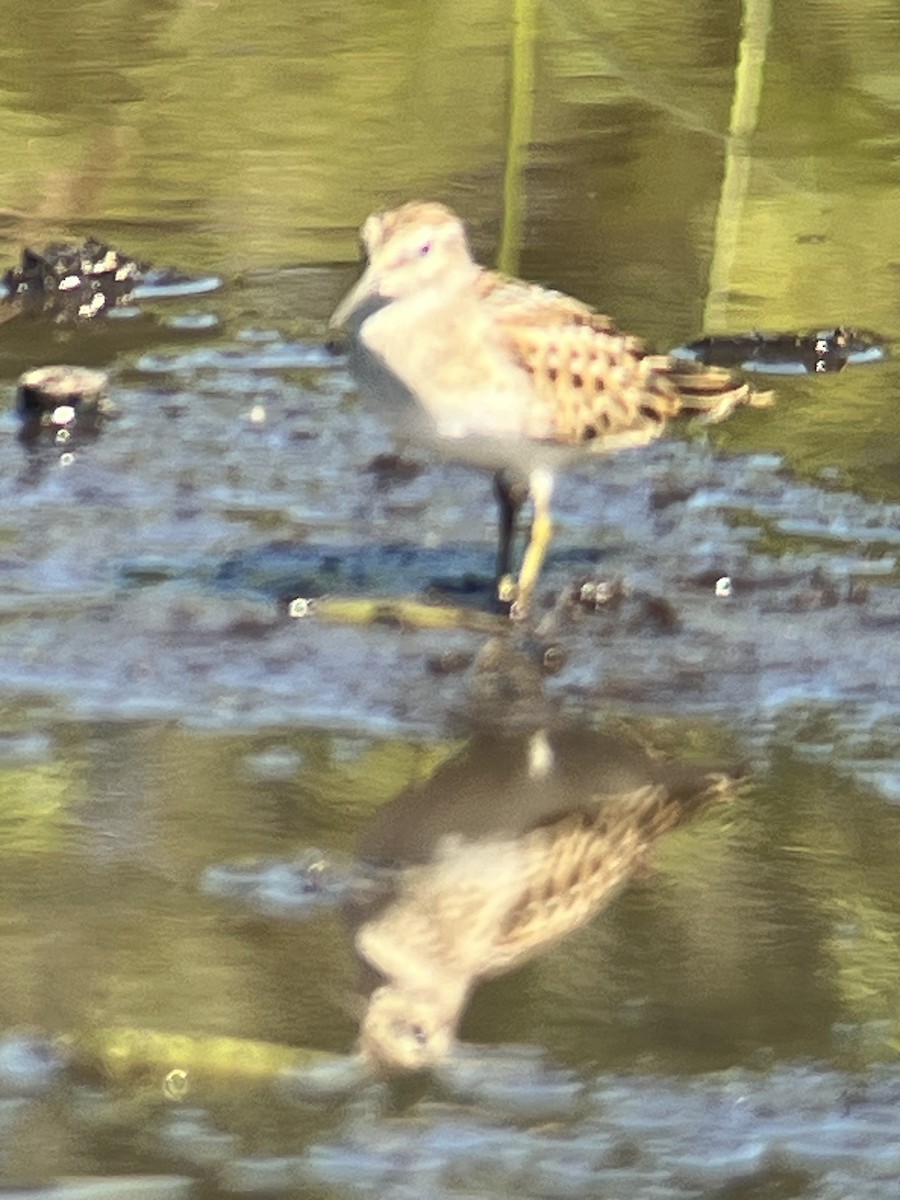 Least Sandpiper - ML606342741