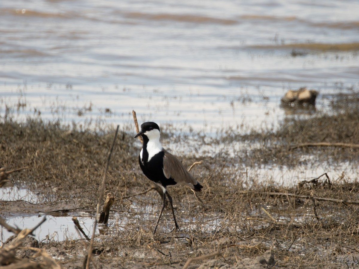 Spur-winged Lapwing - ML606343031