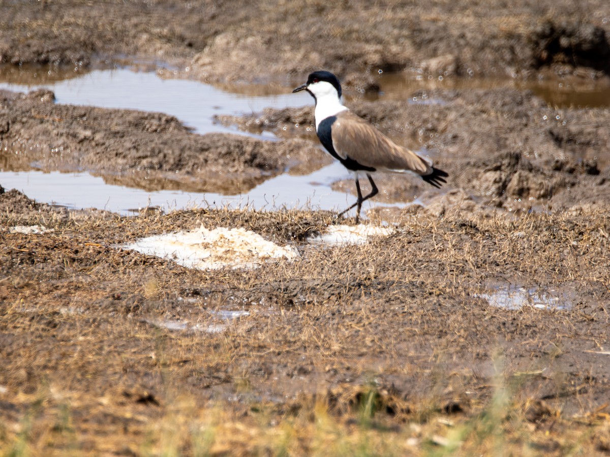 Spur-winged Lapwing - ML606343041
