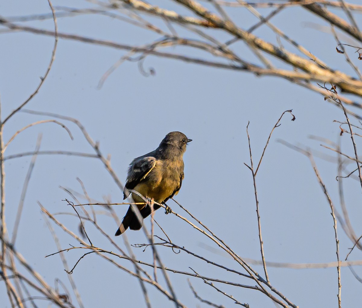 Mosquero Llanero - ML606343571