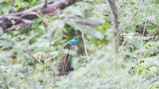 Indigo Bunting - ML606343821