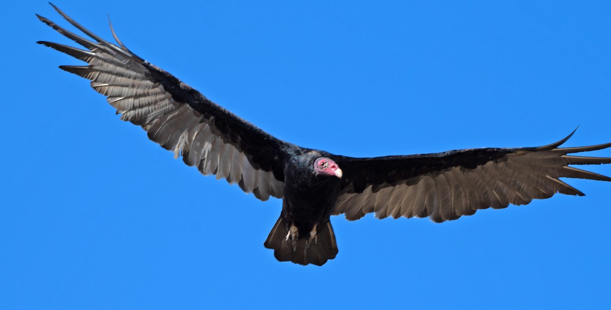Turkey Vulture - ML606344161